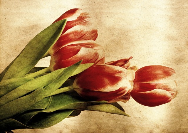 Vintage tulips